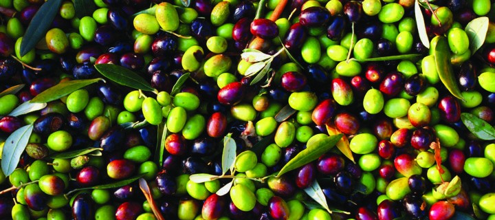 Buscan revolucionar la clasificación de los aceites de oliva en tiempo real previamente a su almacenamiento