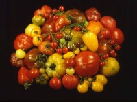 Arranca el proyecto TomGEM para mejorar la resistencia del tomate ante el cambio climático