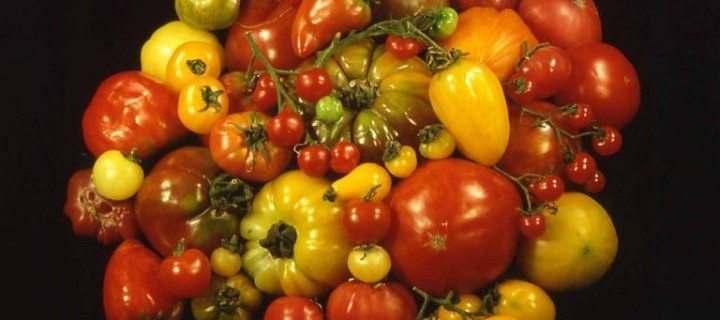 Arranca el proyecto TomGEM para mejorar la resistencia del tomate ante el cambio climático