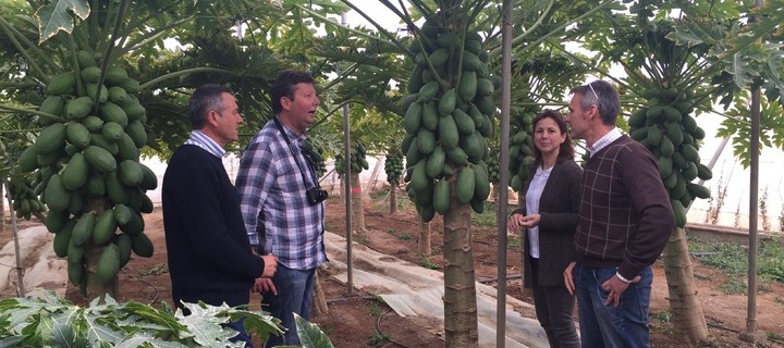 El Imida trabaja en la adaptación y mejora varietal de cultivos tropicales con agricultores de Mazarrón
