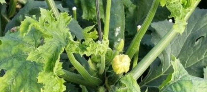 Plan de investigación para evitar los daños del virus Nueva Delhi en el cultivo del melón de Castilla-La Mancha