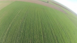 Vista panorámica de una parcela de cebada conseguida con un dron.