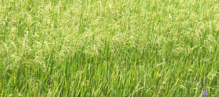 Proyecto nacional contra Echinochloa spp y Leptochloa spp, las dos malas hierbas más nocivas para los arrozales