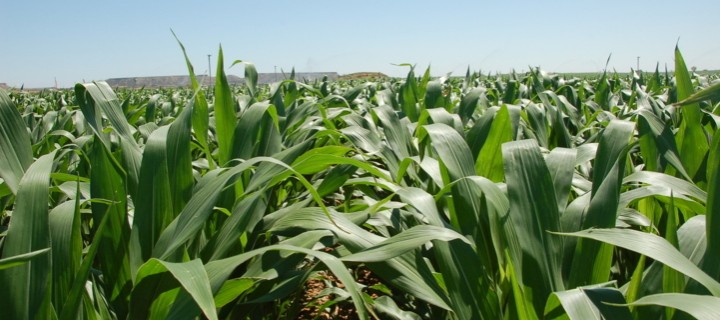 Fertilización nitrogenada en maíz con las nuevas variedades híbridas altamente productivas