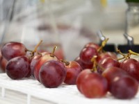 Nueva estrategia de control biológico de la podredumbre de la uva