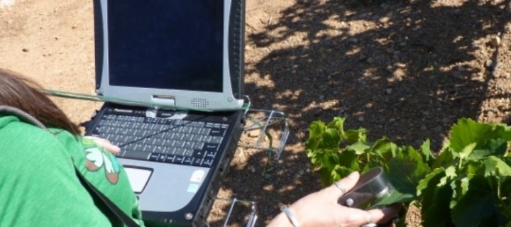 Sost-Wine, un proyecto para medir la humedad de las hojas de la vid de manera no invasiva