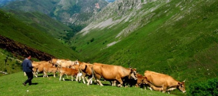 Asturias destina 26,6 M€ a la modernización y creación de empresas para jóvenes agricultores