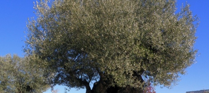 Descifrado el genoma completo del olivo, el árbol más emblemático del Mediterráneo