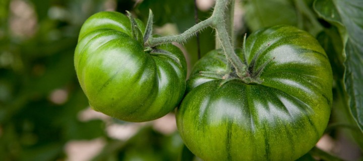 El tomate Dumas de Syngenta se consolida en los invernaderos de Almería