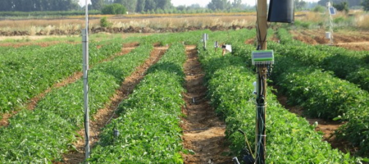 Desarrollo de un modelo integral de manejo eficiente del riego en tomate de industria