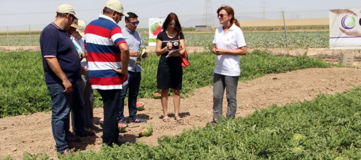 Syngenta evalúa con productores y compradores sus nuevas variedades de melón y sandía