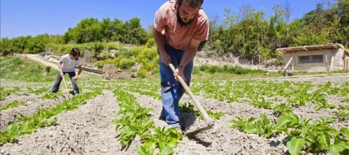 Murcia concede ayudas a 495 jóvenes agricultores para crear empresas e invertir en explotaciones