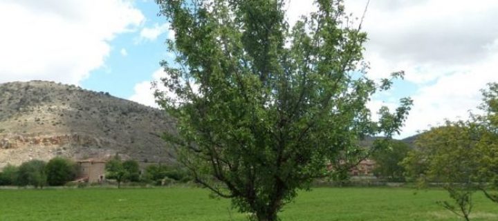 El CITA trabaja en la recuperación de frutales autóctonos en Teruel y su puesta en valor