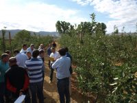 Murcia presenta nuevas variedades alternativas de manzano más precoces y productivas