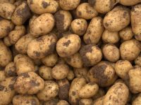Gestión integrada de plagas en el cultivo de la patata