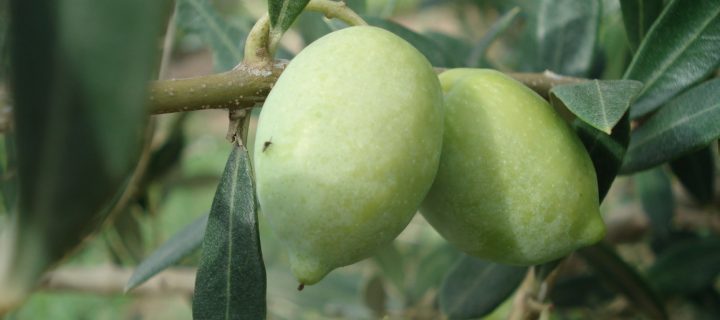 El IRTA conserva más de 50 variedades de olivo de origen catalán