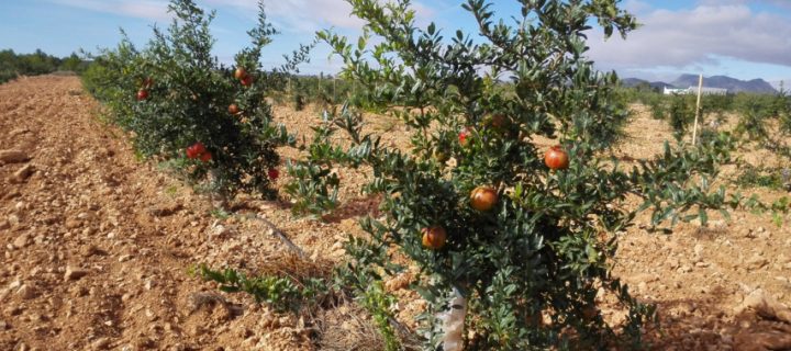 Murcia estudia las variedades de granado que mejor se adaptan al noroeste de la región