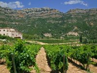 En busca de un modelo de producción vitivinícola sostenible