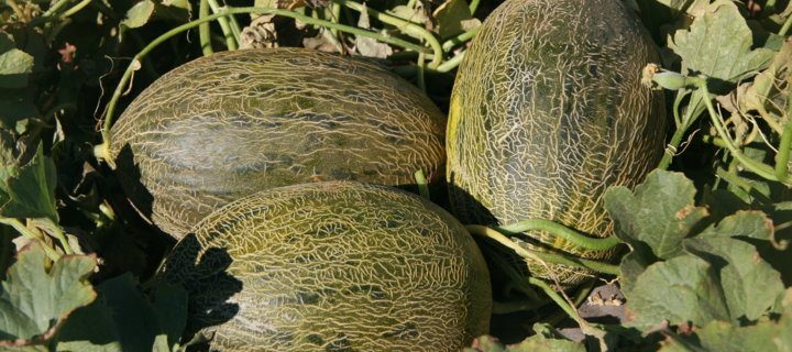 Syngenta lanza al mercado Airen, una nueva variedad de melón piel de sapo