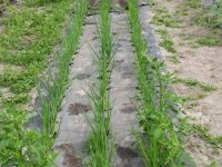 Walki presenta un nuevo sistema de cobertura de cultivos con base de fibra biodegradable