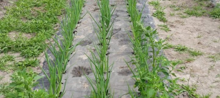Walki presenta un nuevo sistema de cobertura de cultivos con base de fibra biodegradable