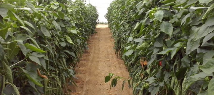 Principios básicos sobre quimigación en cultivos hortícolas bajo invernadero