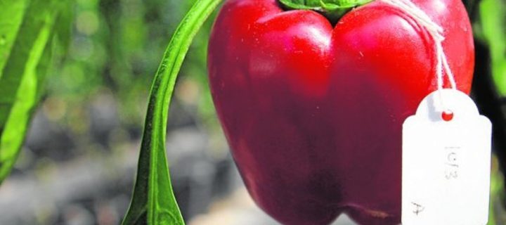 Nuevos tomates y pimientos en condiciones de sequía y alta salinidad