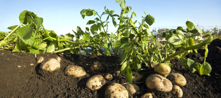 Variedades de patata resistentes a sequía, calor y frío extremo
