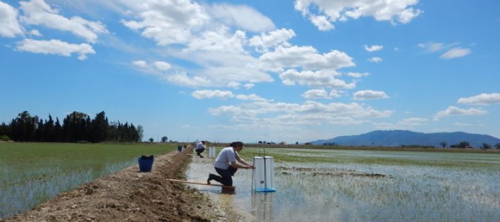 El riego intermitente disminuye las emisiones de metano en los arrozales