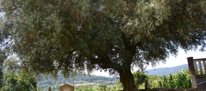 El “olivar gallego» revive, gracias al CSIC