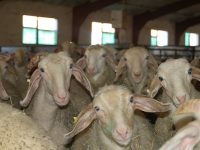 Ovejas y corderos monitorizados en Granja AGM