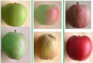 Variedades de manzana 