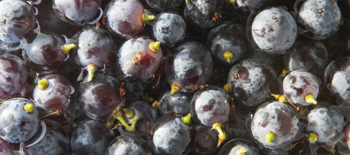 Cómo cambia la uva por el hongo Botrytis cinerea