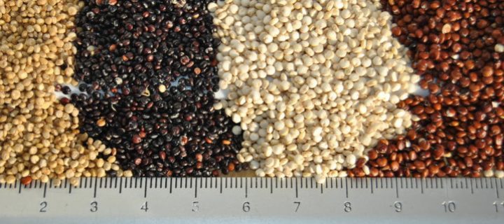 La quinoa y su posible adaptación en el valle del Ebro