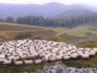 Torta de colza para alimentar ovejas latxas