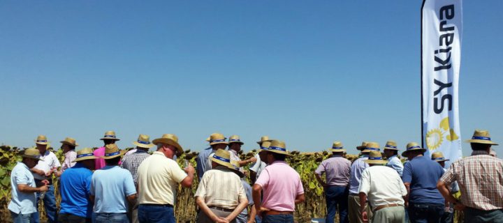 Syngenta reúne a más de 500 agricultores en la presentación de sus variedades de girasol