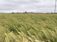 Las 6.000 hectáreas de cebada híbrida Hyvido sembradas en el norte de España producen un 21% más que las variedades convencionales
