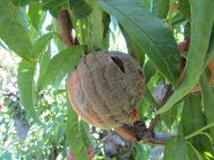 Fruto en el árbol afectado por Monilinia spp