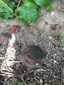 Fruto en el suelo afectado por Rhizopus spp.