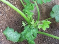 Control en invernadero del virus de Nueva Delhi de la hoja rizada del tomate