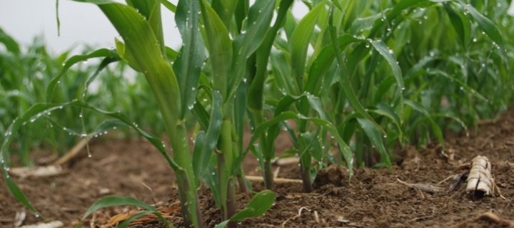 Evaluación de nuevas variedades de maíz para grano de ciclo FAO 700