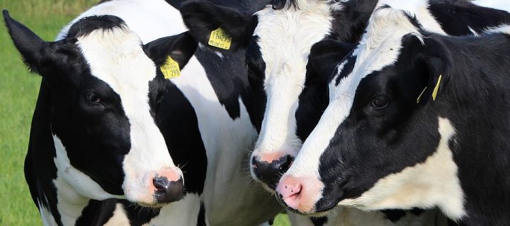 Secuencian el genoma de la vaca Holstein