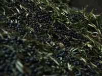 Un sistema pionero de calidad de la aceituna para aceite de oliva