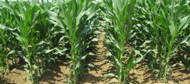 Evaluación de nuevas variedades de maíz para grano de ciclo 600, 500 y 400