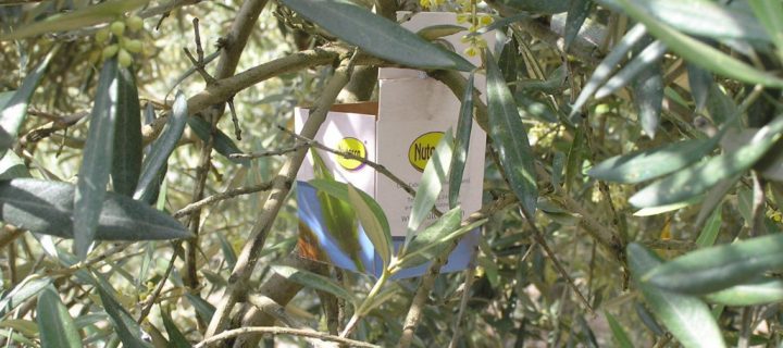 Métodos de control biológicos y tecnológicos de plagas y enfermedades del olivo