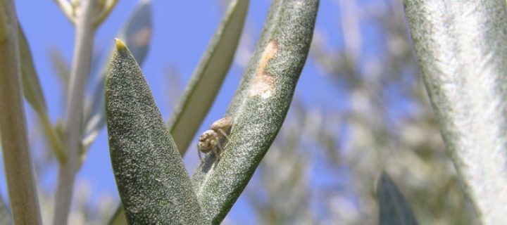 Parasitismo en la polilla del olivo