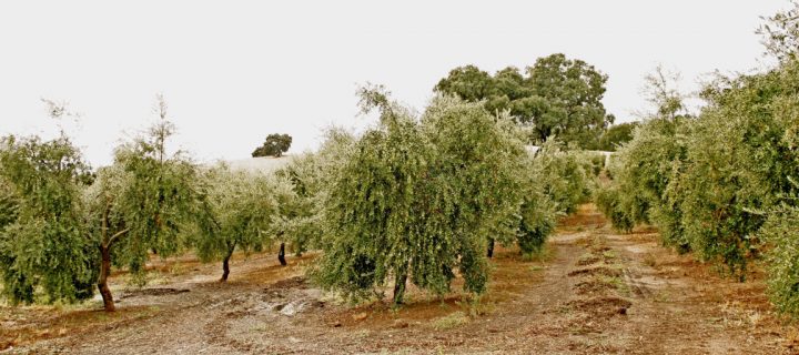 El olivar, un sector que resiste pese a las inclemencias