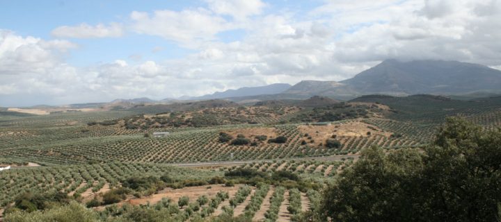 La tradición familiar del aceite de oliva