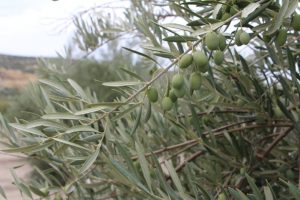 Los olivos están sanos, con buena carga de aceituna