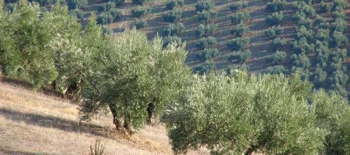Andalucía convoca ayudas agroambientales y a la actividad agrícola en zonas con limitaciones naturales